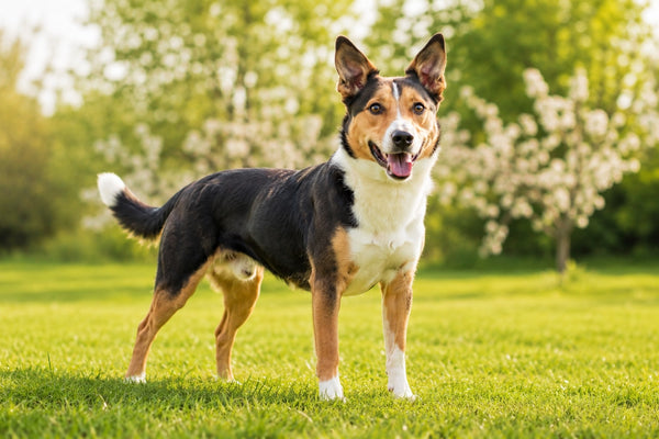 Fit healthy dog at a good body weight outdoors