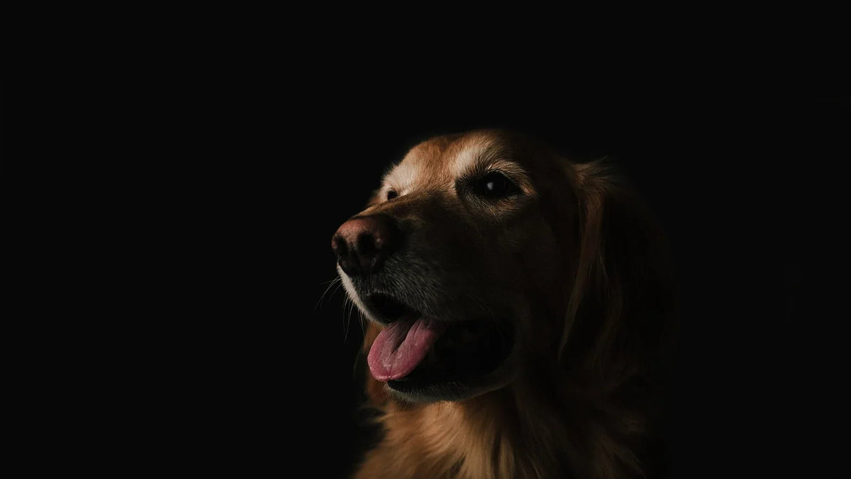 Golden dog in a softly lit portrait