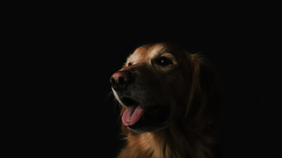 Golden dog in a softly lit portrait