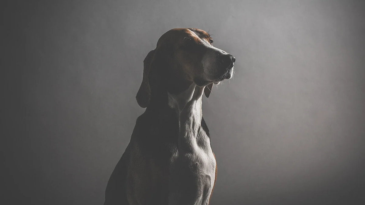 Dark-coated dog in a softly lit portrait