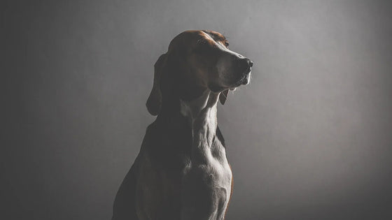 Dark-coated dog in a softly lit portrait