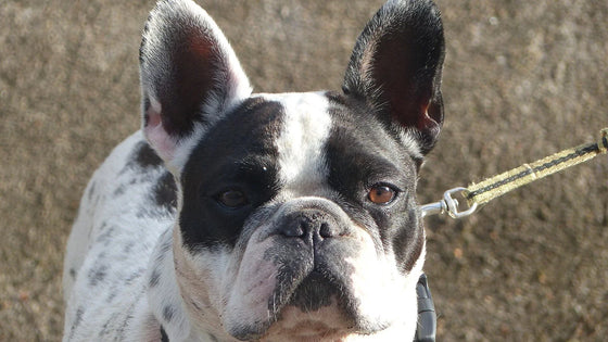 French bulldog looking toward the camera outdoors