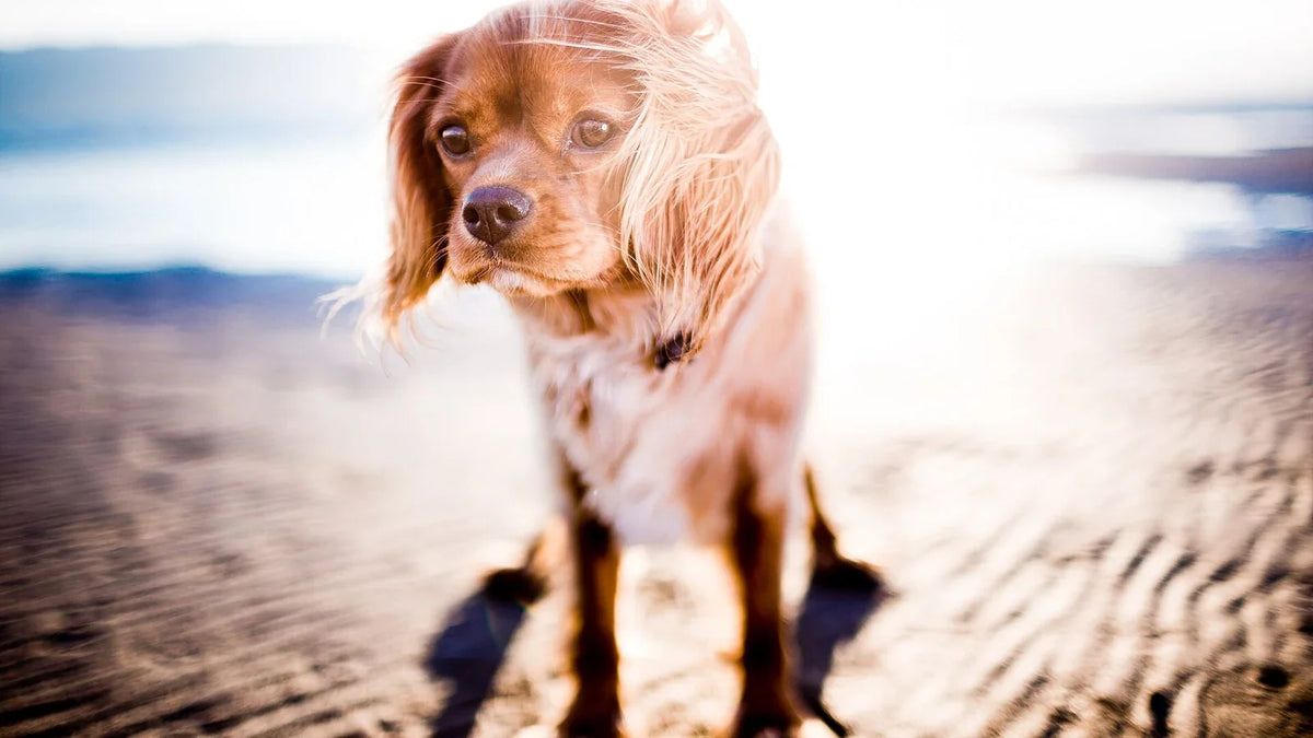 Golden retriever standing beside the water