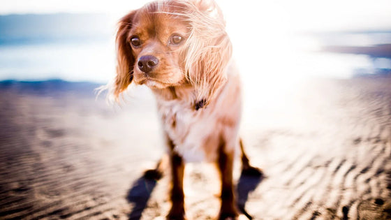 Golden retriever standing beside the water