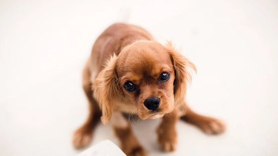Golden puppy looking toward the camera