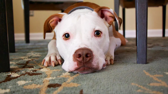 White dog resting its head on a rug