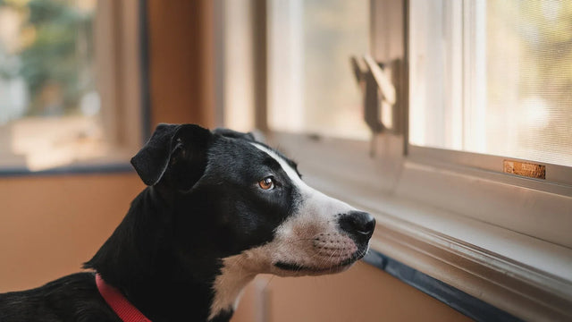Black and white dog looking out of a window