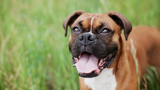 Boxer sitting outdoors on green grass
