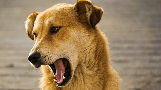 Tan dog yawning outdoors