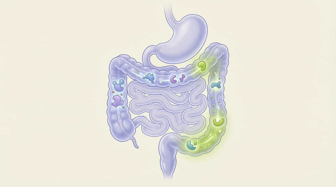 Postbiotics for dogs gut health guide infographic in Plentum brand colors