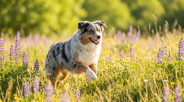Postbiotics for Dogs: The Complete Gut Health Guide