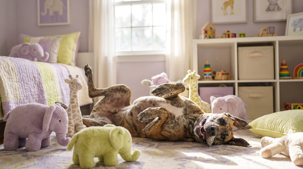Preventing Canine Obesity: The Gut-Weight Connection