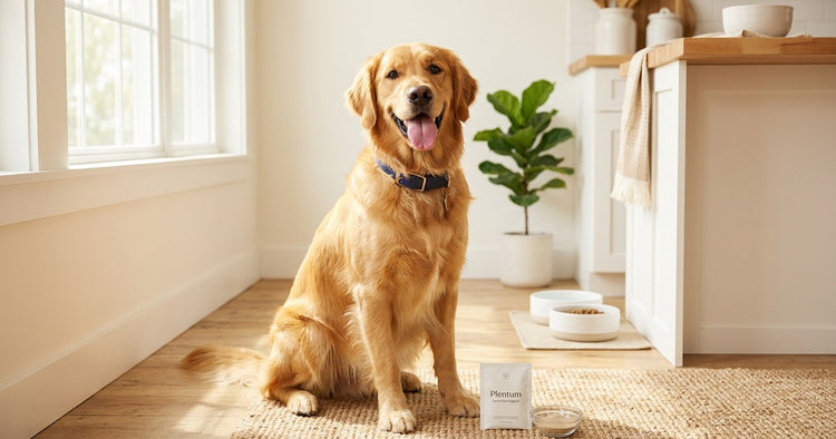 probiotics for dog gut health guide - happy dog