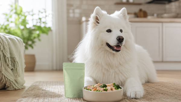 Happy Samoyed beside a fresh meal bowl in a bright sage kitchen — probiotics for dogs complete 2026 guide