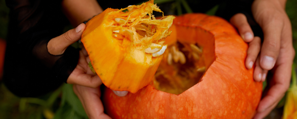 Pumpkin for Dogs
