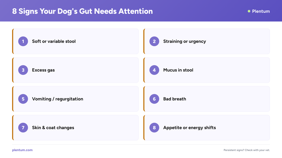 Plentum infographic listing 8 signs your dog's gut needs attention, including soft stool, straining, excess gas, mucus in stool, vomiting, bad breath, coat changes, and appetite shifts