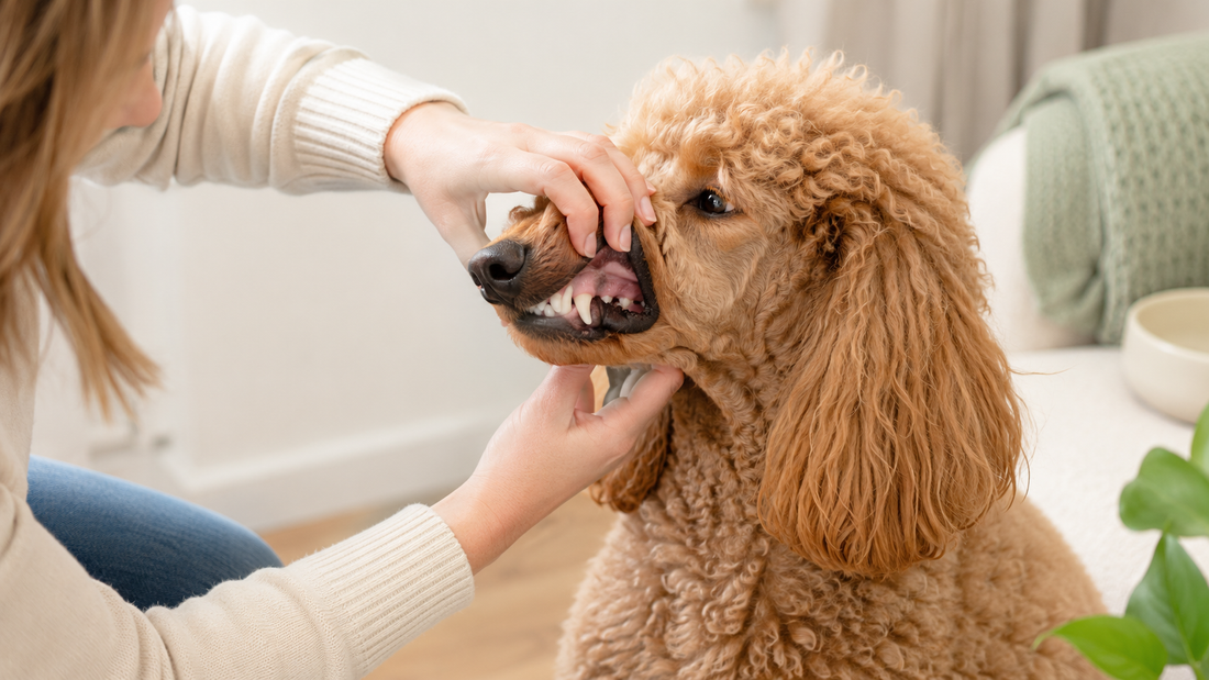 An owner gently lifting a Standard Poodle's lip to reveal clean teeth and healthy gums in warm home light, illustrating how to remove plaque from dog teeth