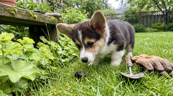 Dog Stool Quality Chart: What Firm, Soft, and Loose Stool Can Mean
