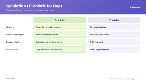 Plentum infographic comparing synbiotics and probiotics for dogs: a synbiotic combines a probiotic plus prebiotic for extended colonization, while a probiotic is live bacteria alone that is often transient