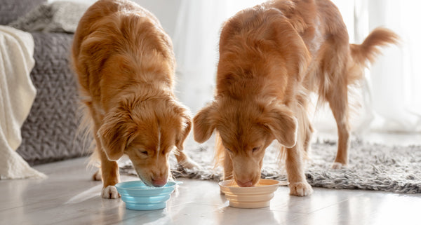 Best Dog Food for Gut Health