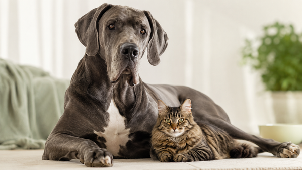 Great Dane and a tabby cat resting peacefully together at home — multi-pet household wellness