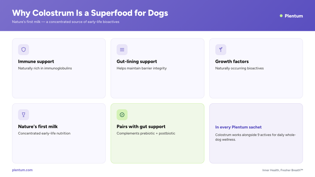 Plentum infographic on why colostrum is a superfood for dogs - immune support, gut-lining support, growth factors, nature's first milk, and how it pairs with prebiotic and postbiotic gut support