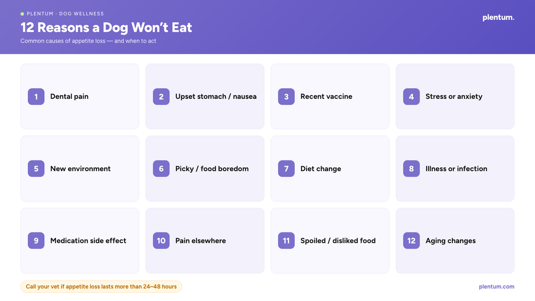 Plentum infographic listing 12 reasons a dog won't eat, including dental pain, nausea, stress, illness and aging, with a note to call your vet if appetite loss lasts more than 24 to 48 hours