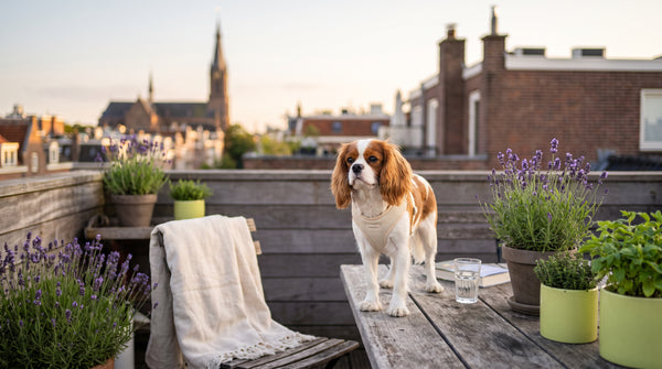 Why Powder? The Plentum Advantage Over Traditional Dog Supplement