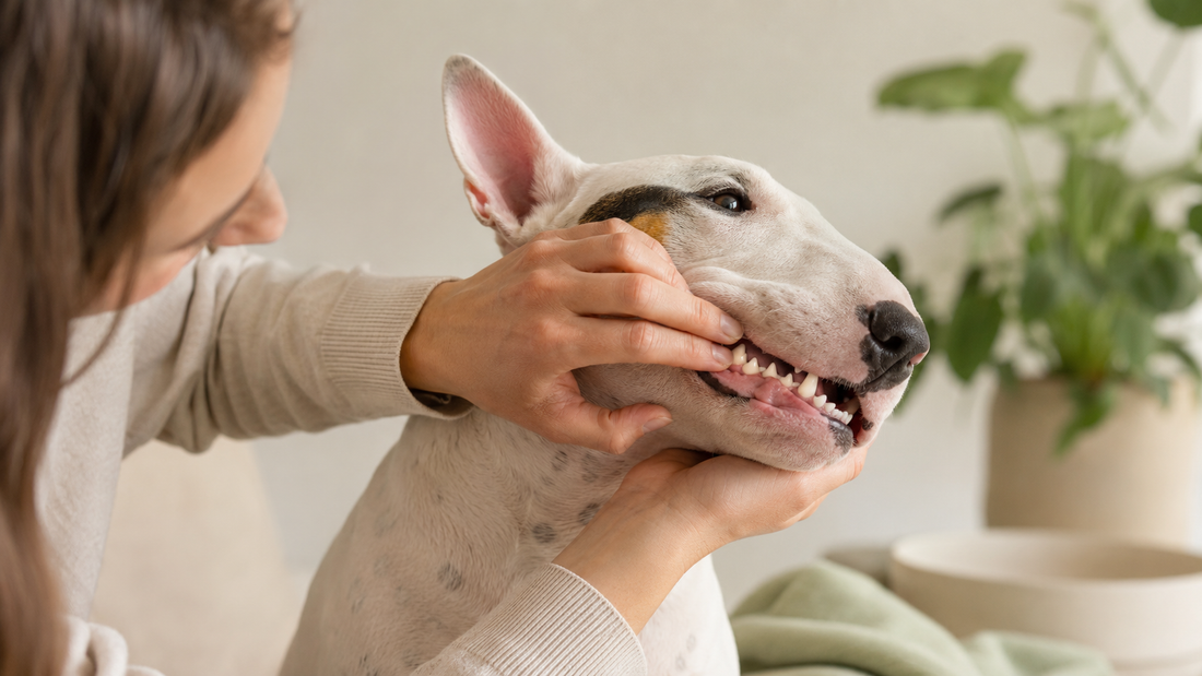 An owner gently lifting a healthy white Bull Terrier's lip to reveal clean teeth and fresh gums in warm natural light — representing resolving a dog's persistent bad breath