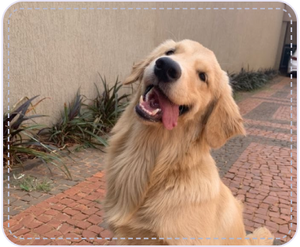 Plentum dog community
