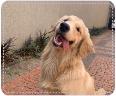 Milo, a golden retriever, smiling