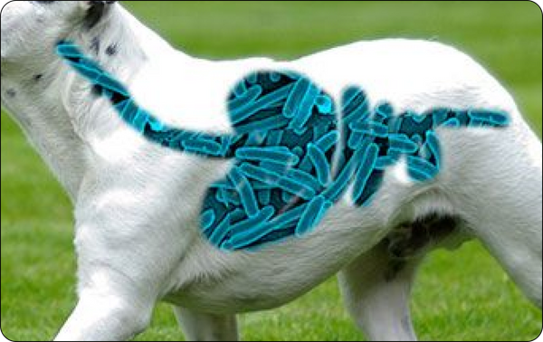 of a dog's immune system lives in the gut.