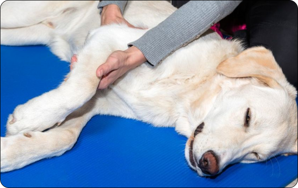Young Dogs of age 8 months to 4 years already have signs of osteoarthritis in at least one joint
