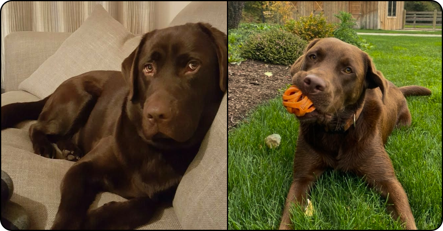 Plentum dog wellness image