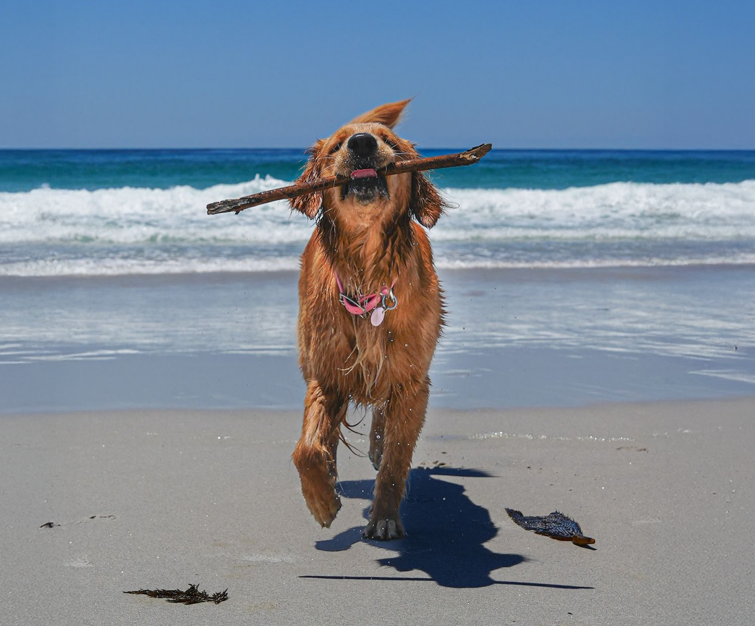 Plentum dog wellness image