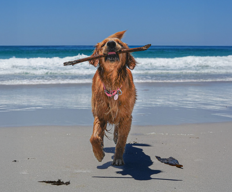Plentum dog wellness image
