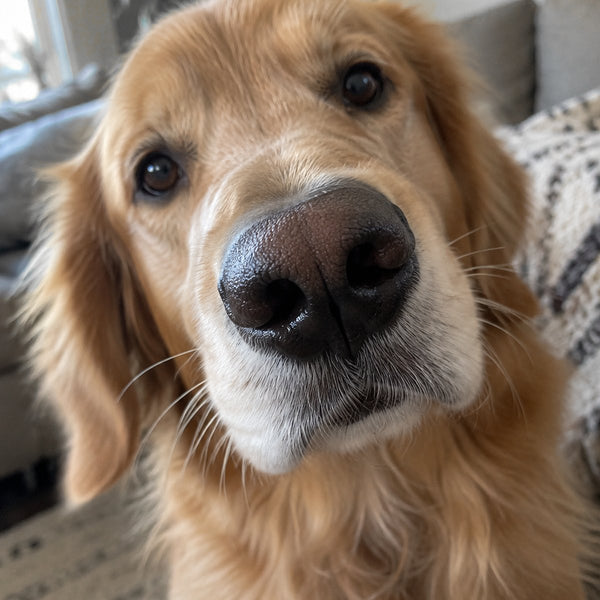 A golden retriever leans toward the camera with its nose close to the lens and its mouth closed