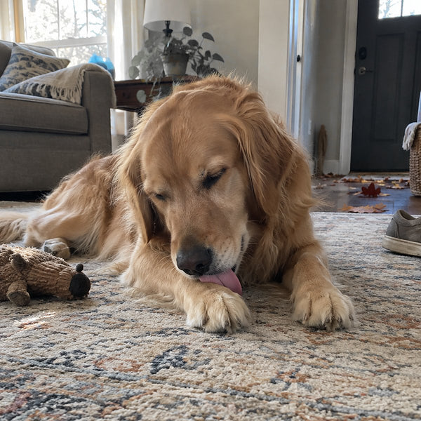 A golden retriever lies on a living-room rug and licks its front paw