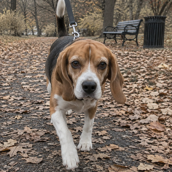 A beagle on a leash walks toward the camera along a leaf-covered park path