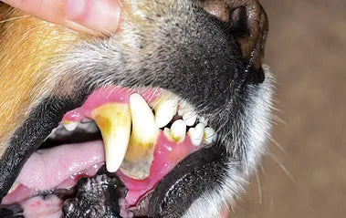 of dogs suffer from periodontal disease by age 2.