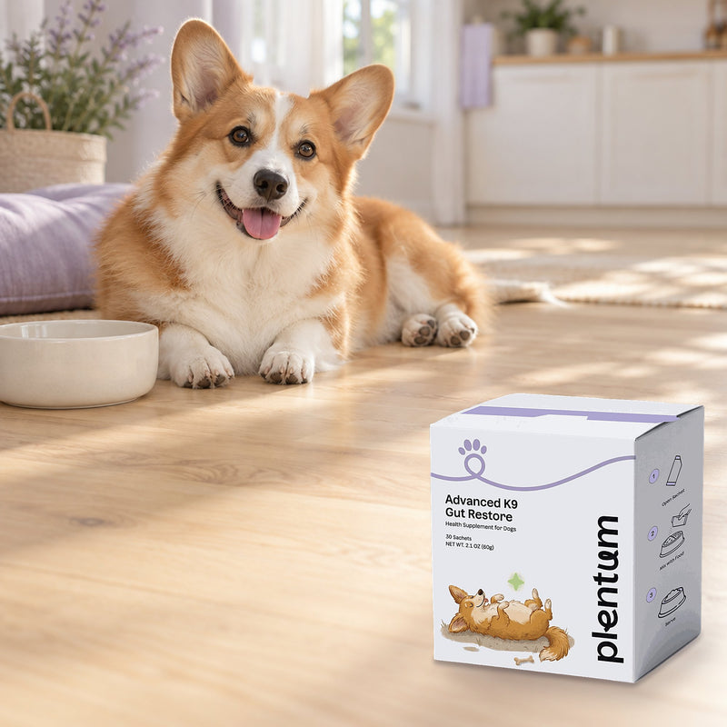 Corgi resting on a sunlit kitchen floor beside the Plentum Advanced K9 Gut Restore box