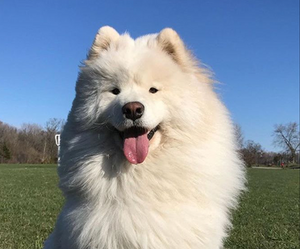 Plentum dog community