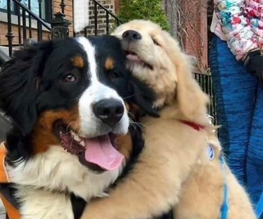 Daisy, a Bernese mountain dog, hugging a golden friend