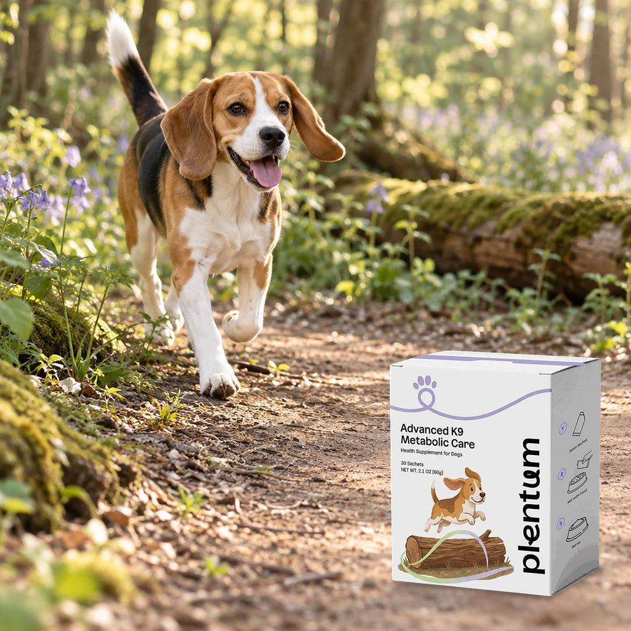 Beagle trotting along a sunlit woodland trail beside the Plentum Advanced K9 Metabolic Care box
