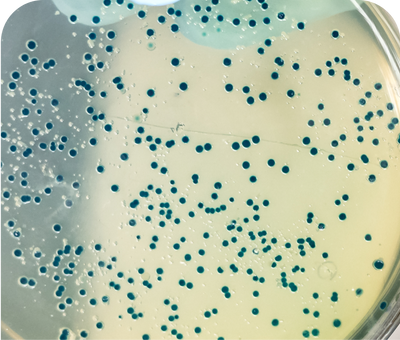 oral health postbiotic for dogs