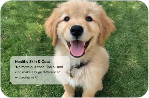 Happy dog
