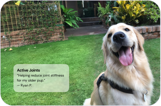 Happy dog