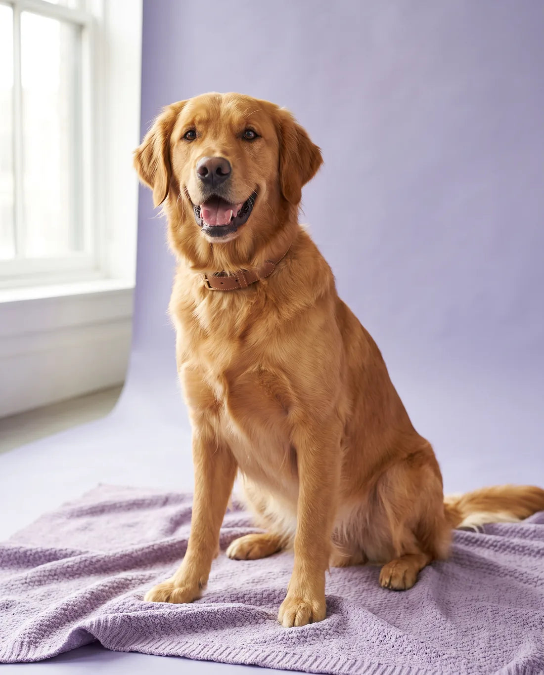A golden retriever sitting on a lavender blanket