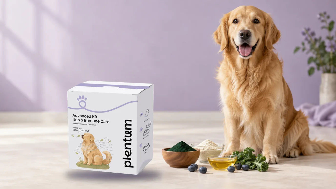 A golden retriever sitting beside a box of Plentum Advanced K9 Itch & Immune Care and a small still life of spirulina, colostrum, algae oil and blueberries