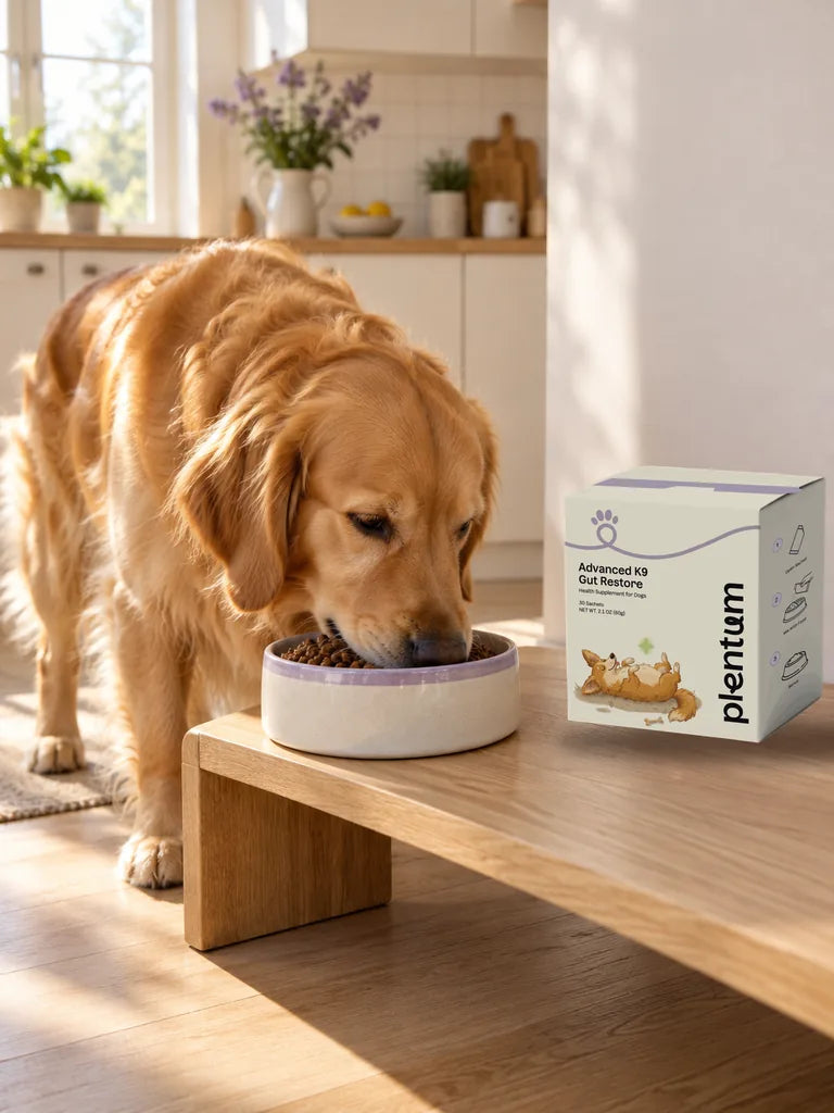 A golden retriever eating from a ceramic bowl beside a Plentum Gut Restore box